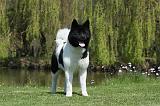 AKITA AMERICAIN 447